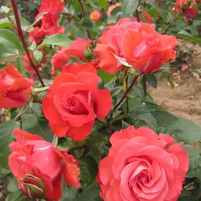Trandafir cu parfum discret - Trandafiri - Special Memories™ - 